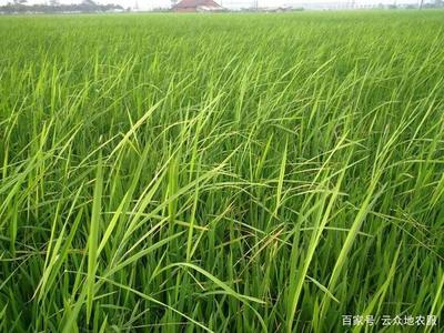 水稻恶苗病发病原因是什么 水稻恶苗病如何防治