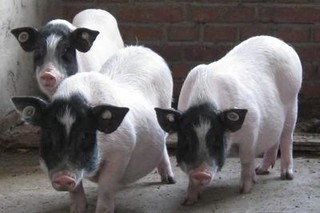 巴马香猪养殖方法