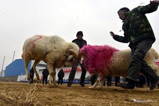 聊城阳谷：斗鸡斗羊盼六畜兴旺