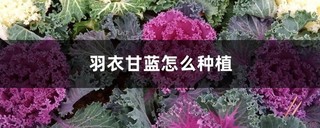 羽衣甘蓝怎么种植