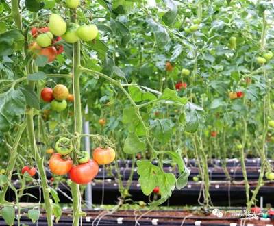 夏季温室大棚番茄种植与管理(广东夏季露天种的番茄品种)