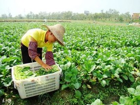 青梗菜直播栽培技术