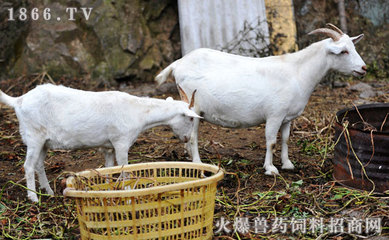 家兔疥癣病防治