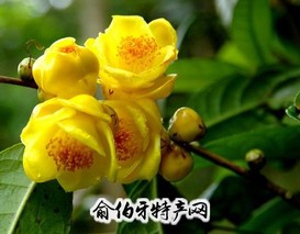 防城金花茶