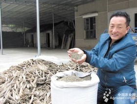 温正强：想打造黄秋葵主题基地