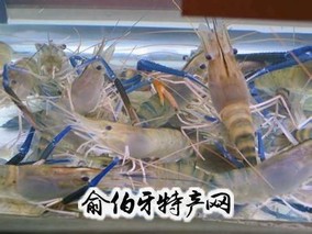 高邮罗氏沼虾