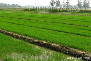 有机水稻种植条件是什么？有机水稻种植技术