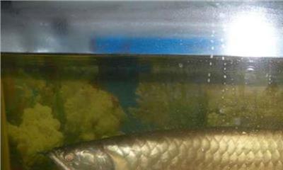 银龙鱼水温多少合适 银龙鱼水温调节方法