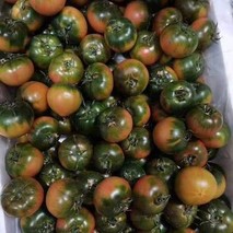 西红柿品种十大排名