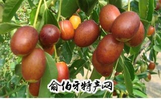 涿鹿悠悠枣