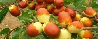 枣树几年结果？哪个品种的枣树最甜？