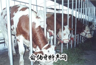 德惠肉牛