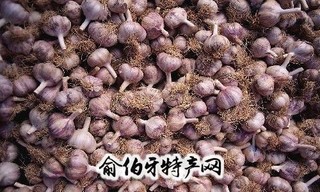 临洮紫皮大蒜