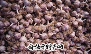 开原紫皮大蒜
