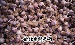 开原紫皮大蒜