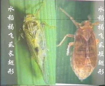 水稻“两迁”害虫是指什么害虫，如何防治？