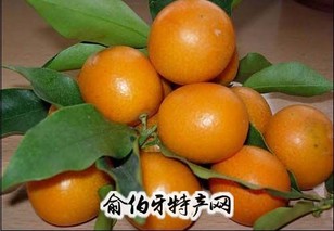 桂林金桔