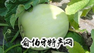西罗家铁把瓜