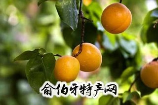 柳沟杏