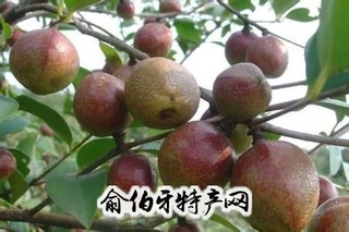 常山乌桃