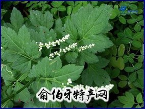 红安珍珠花菜