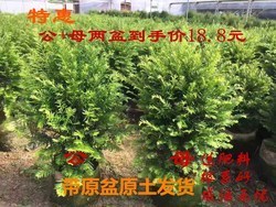 南方红豆杉耐寒吗耐寒多少度