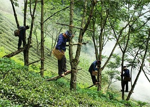 利川工夫红茶