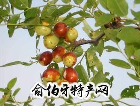 嵩山绵枣