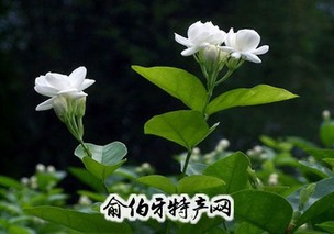 横县茉莉花