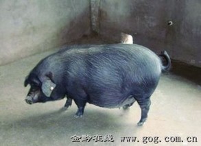 江口萝卜猪