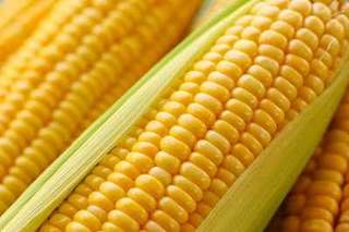 秋天可以种玉米吗？什么时候种？