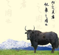 理塘牦牛