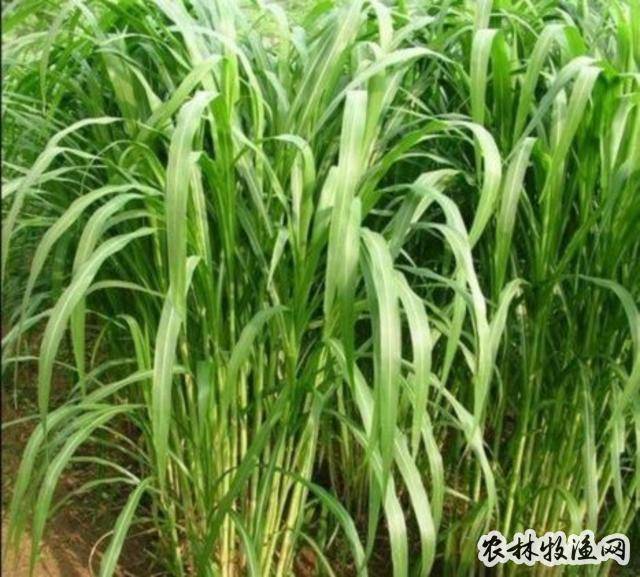 玉米“三比空”种植技术
