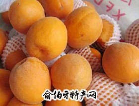 黄土坎大杏