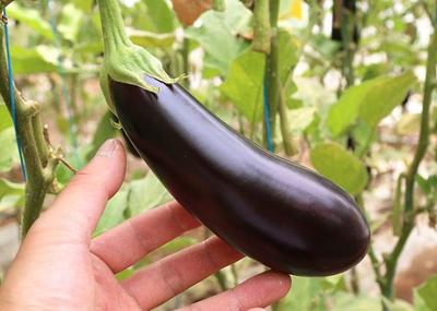 什么是秋茄？