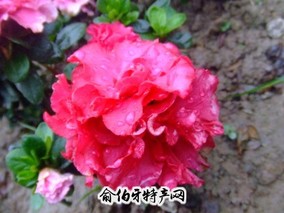 岳麓山杜鹃花