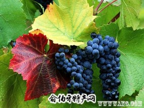 柳河山葡萄