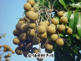 灵山县龙眼