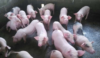 11月份生猪价格多少钱一斤？