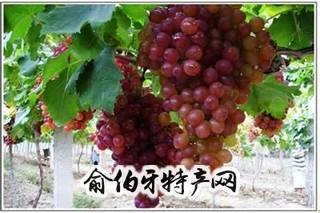 江心洲葡萄