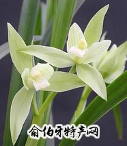 隆昌素兰花