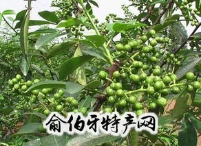 大姚花椒