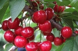 酸甜口味的大樱桃品种有哪些？