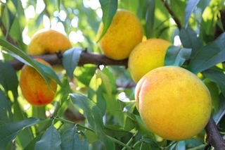 黄桃现在当地市场价格是多少元一斤？