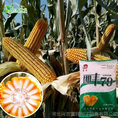 乐农79玉米种子介绍