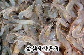 兴凯湖湖虾