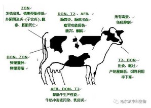 奶牛受胎率低的原因是什么 怎样提高奶牛受胎率