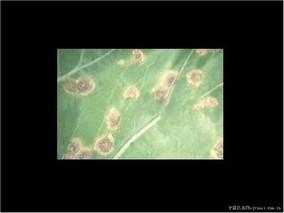 花椰菜环斑病害防治