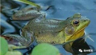 牛蛙是青蛙吗？牛蛙吃什么？