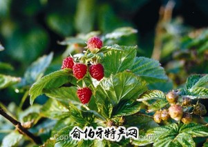 尚志红树莓